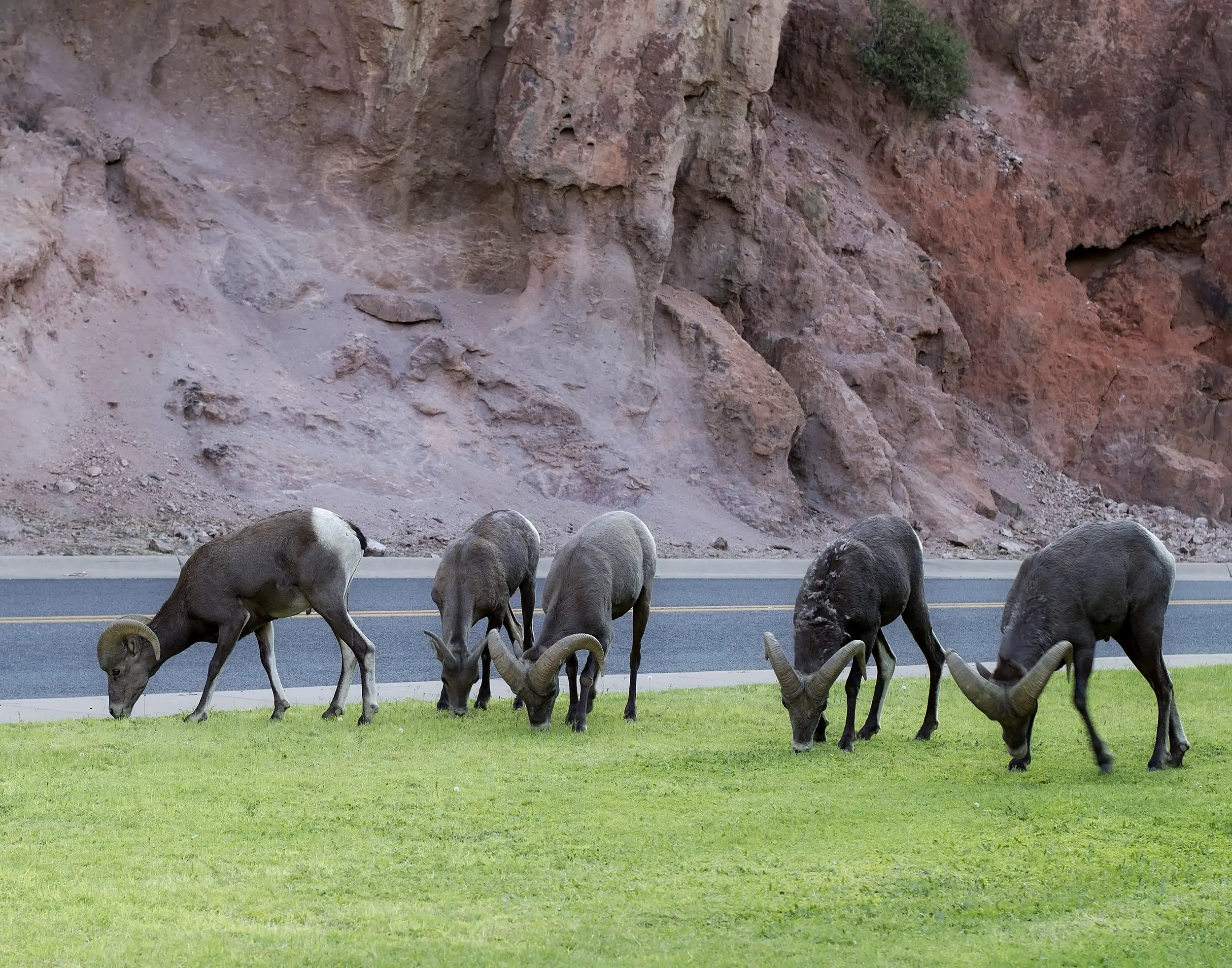 A heard of big horn sheep in Clifton, Arizona